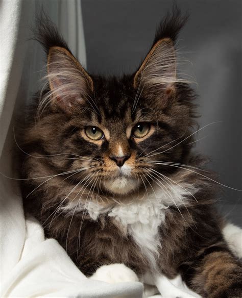 maine coon cats for sale nh