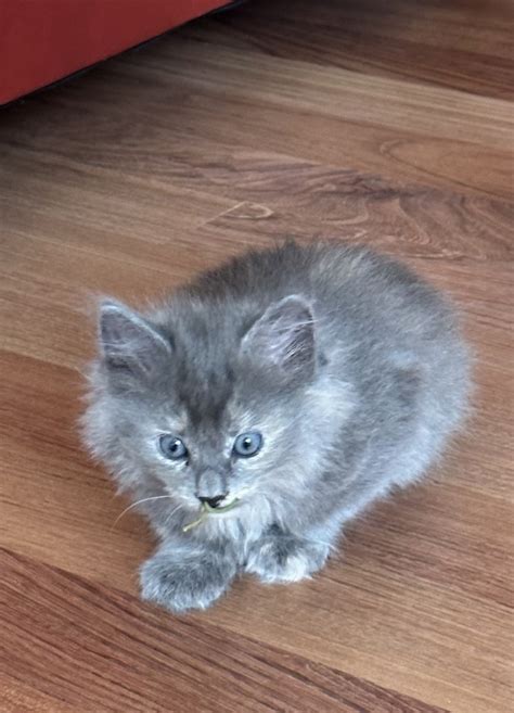 maine coon cats for sale vancouver wa