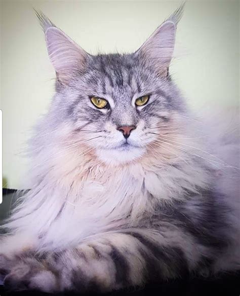 maine coon for sale uk