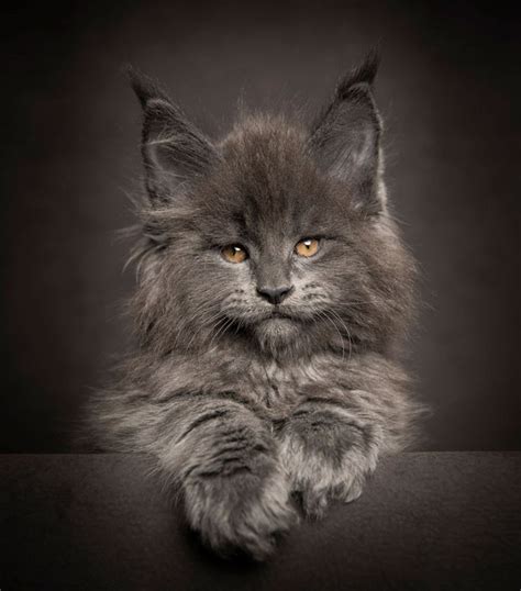 The Maine Coon Kitten: The Purrfect Pet