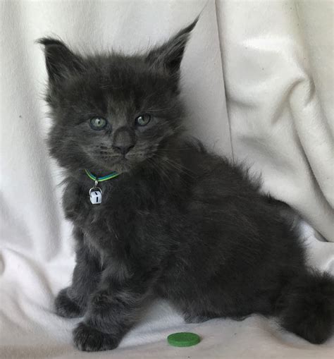 maine coon kittens for sale $450