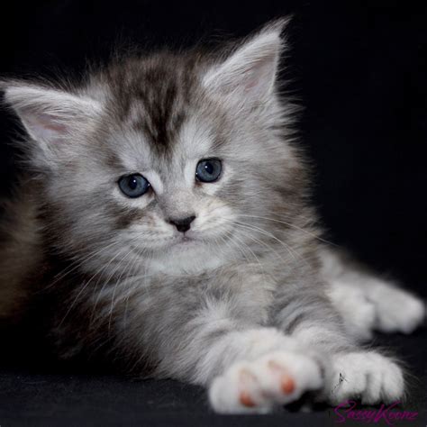 maine coon kittens for sale florida