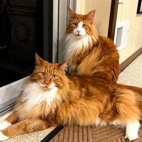 maine coon kittens for sale in michigan