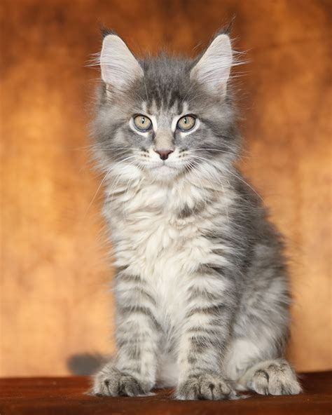 maine coon kittens for sale in minnesota