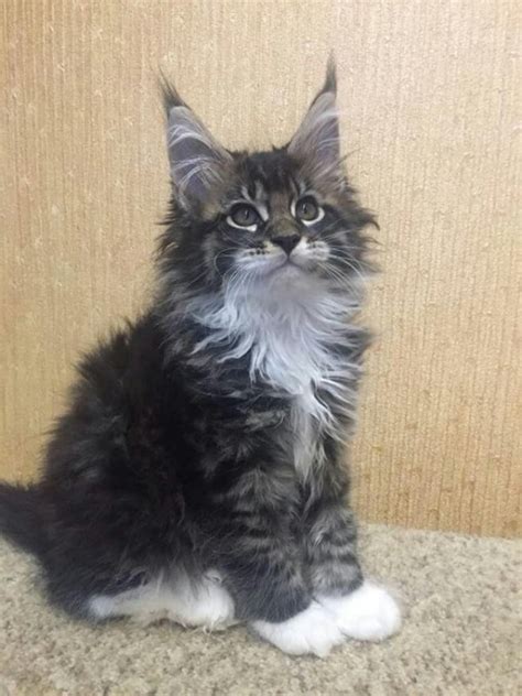 maine coon kittens for sale in ohio
