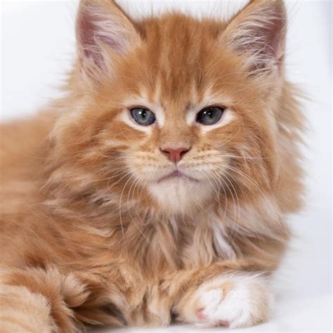 maine coon kittens for sale scotland