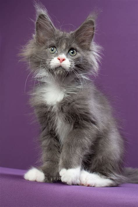 maine coon kittens for sale under $500