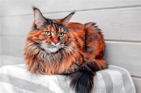 maine coon origin