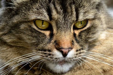 maine coon tabby cross