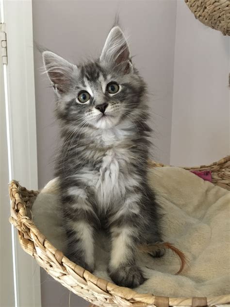 maine coon tabby kittens for sale