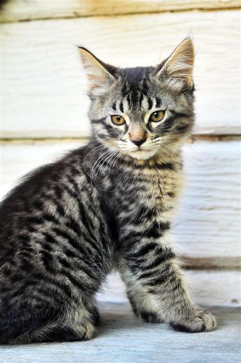 maine coon tabby mix cat
