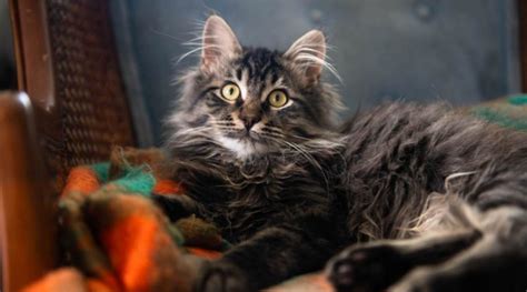 maine coon tabby mix personality