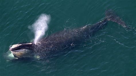 maine lobster and right whales