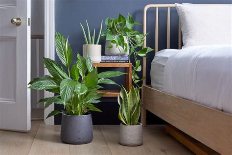 Maintaining Bedroom Plants