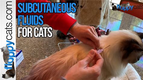 Maintenance Fluid For Cat