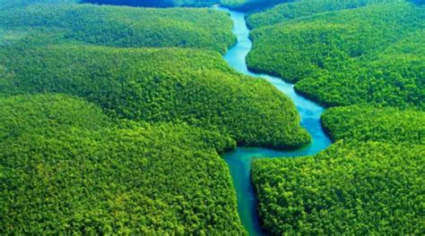 maiores florestas do brasil