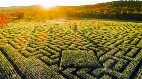 Irrgarten 2020 Labyrinth im Mais