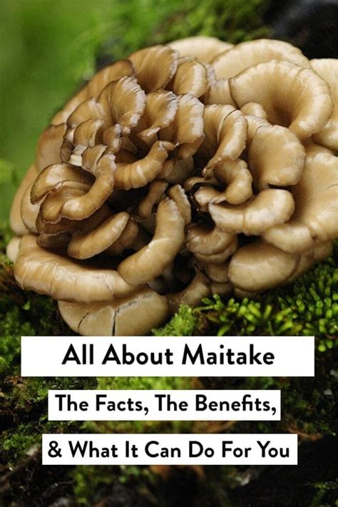 Maitake For Pcos