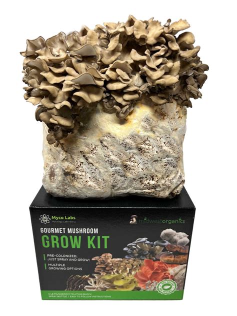 Maitake Growing Kit