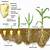 maize is monocot or dicot