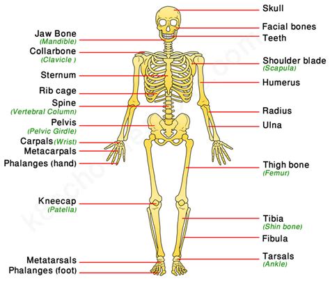 major bones of the skeletal system and their functions