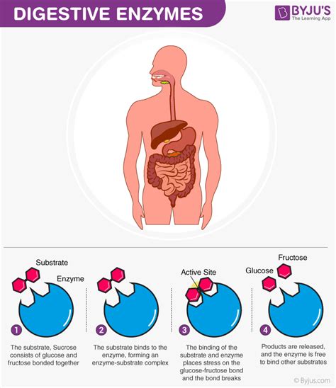 Major Digestive Enzymes Function