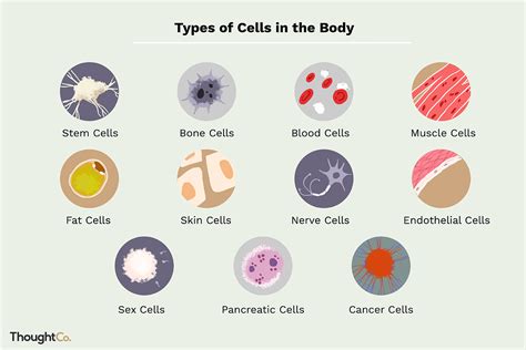 The Major Types Of Human Cells: A Comprehensive Guide