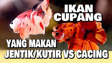 Netizen Pamer Makan Ikan Sapusapu, Apa Aman Dikonsumsi?