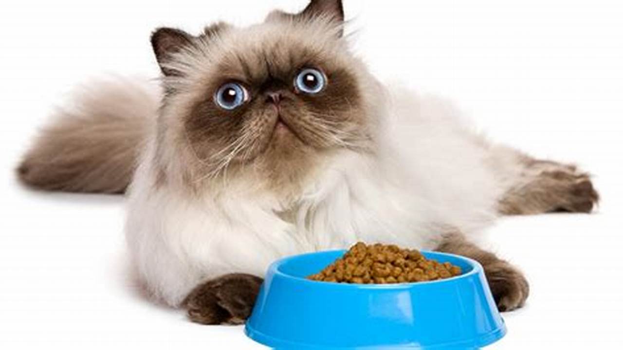 Panduan Lengkap Makanan Kucing Anggora: Nutrisi, Jenis, dan Tips Pemberian yang Tepat