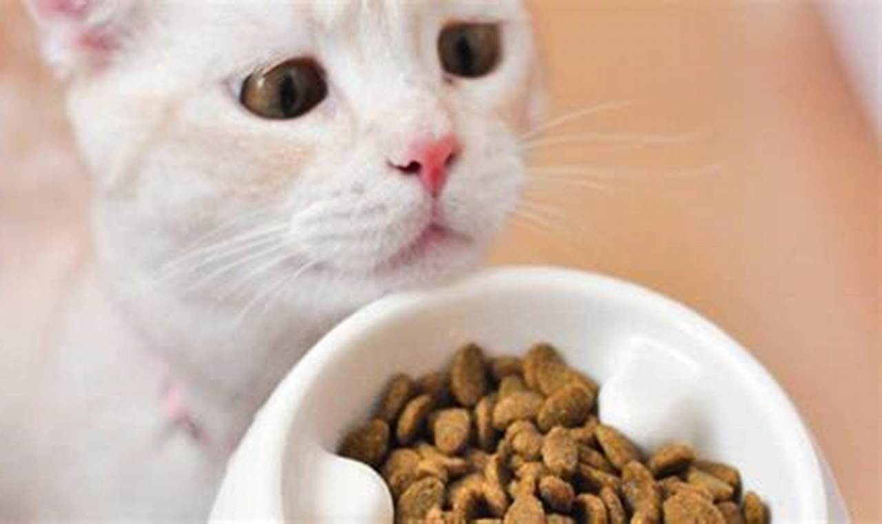 Panduan Lengkap Makanan Kucing Anggora: Nutrisi, Jenis, dan Tips Pemberian yang Tepat