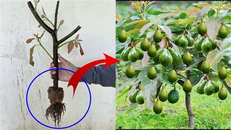 Make Avocado Tree Branch Out