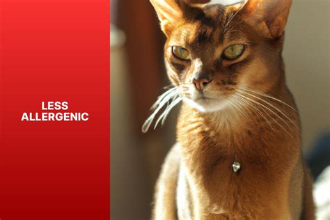 Make Cat Less Allergenic