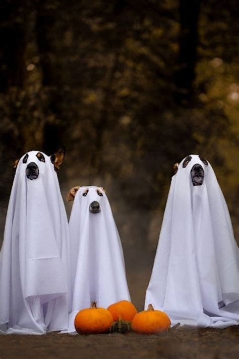 Make Dog Ghost Costume