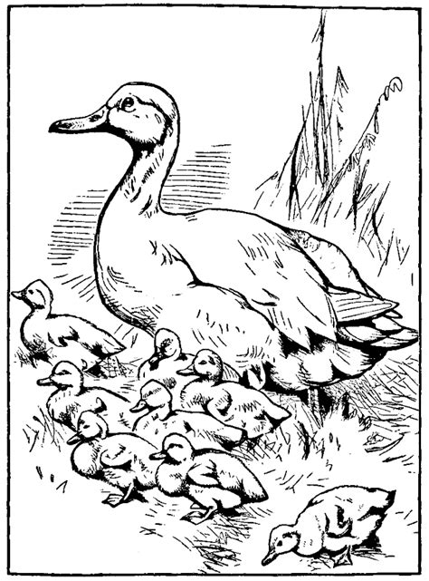 make way for ducklings coloring page