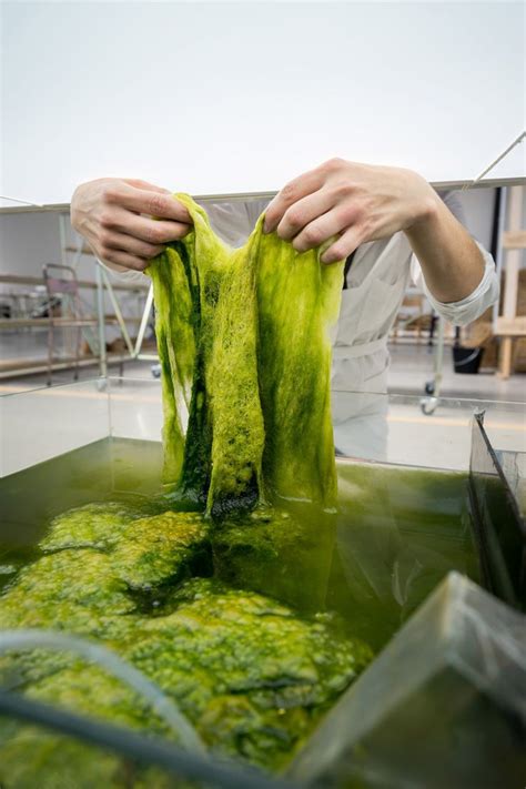 Plastic made from seaweed could help fight against pollution