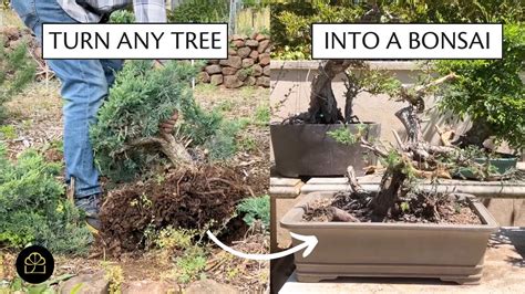 Making A Bonsai From A Large Tree