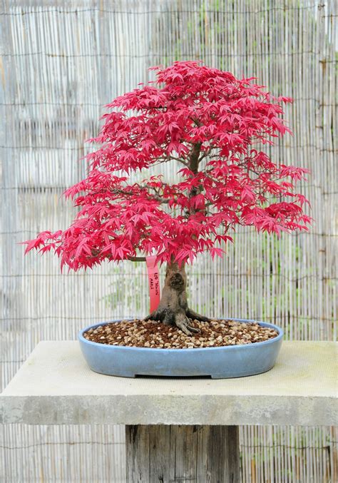 making a japanese maple bonsai