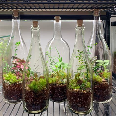 making a terrarium in a bottle