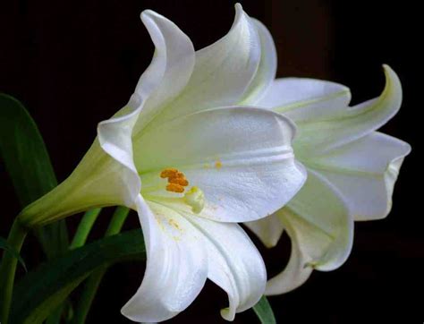 makna bunga lily putih