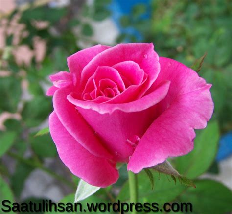 makna bunga rose