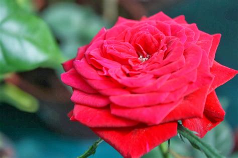 8 Maksud Tersirat Warna Bunga Ros Sebagai Hadiah Pemberian