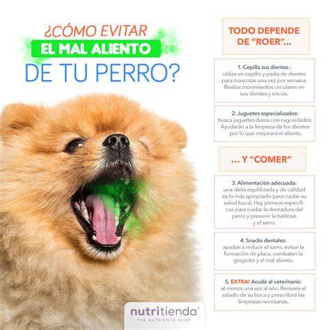 El mal aliento del perro, ¿se puede tratar? Cómo educar a un cachorro