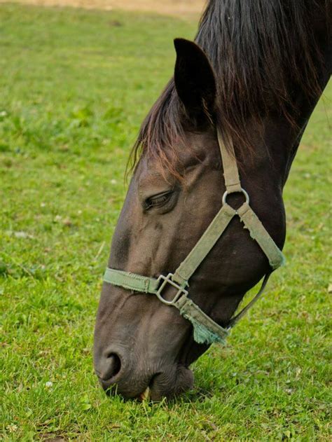 maladie de l'herbe cheval