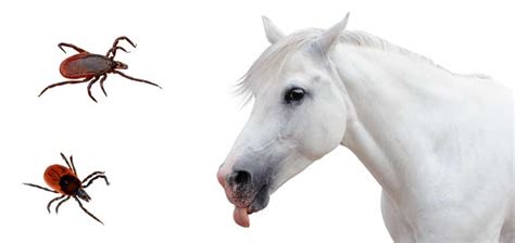maladie de lyme chevaux