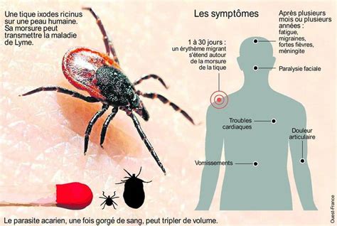 maladie de lyme france