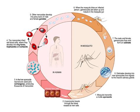 malaria cdc life cycle