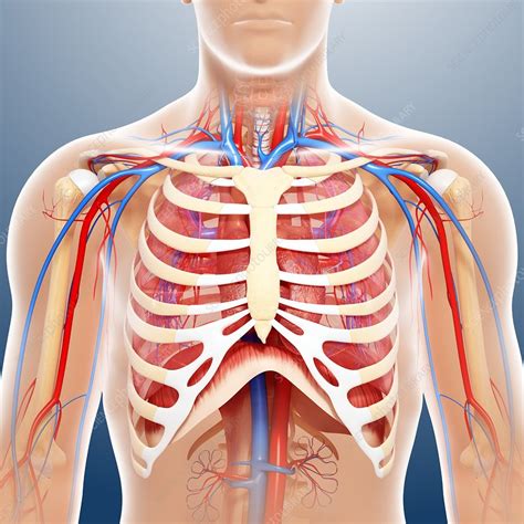 Male Chest Anatomy High Resolution Stock Photography and Images Alamy