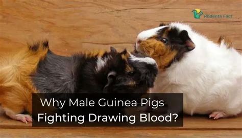 Male Guinea Pigs Fighting Drawing Blood