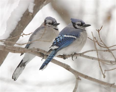 male and female blue jay