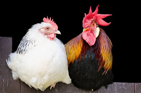 male and female chicken